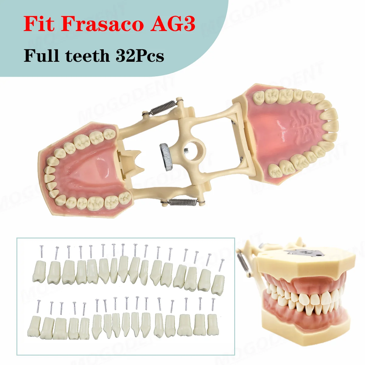 Dental Frasaco AG3 Type Model With Removable Teeth Dental Teeth Model Screwed-in Teeth 32Pcs Training Teach Demo