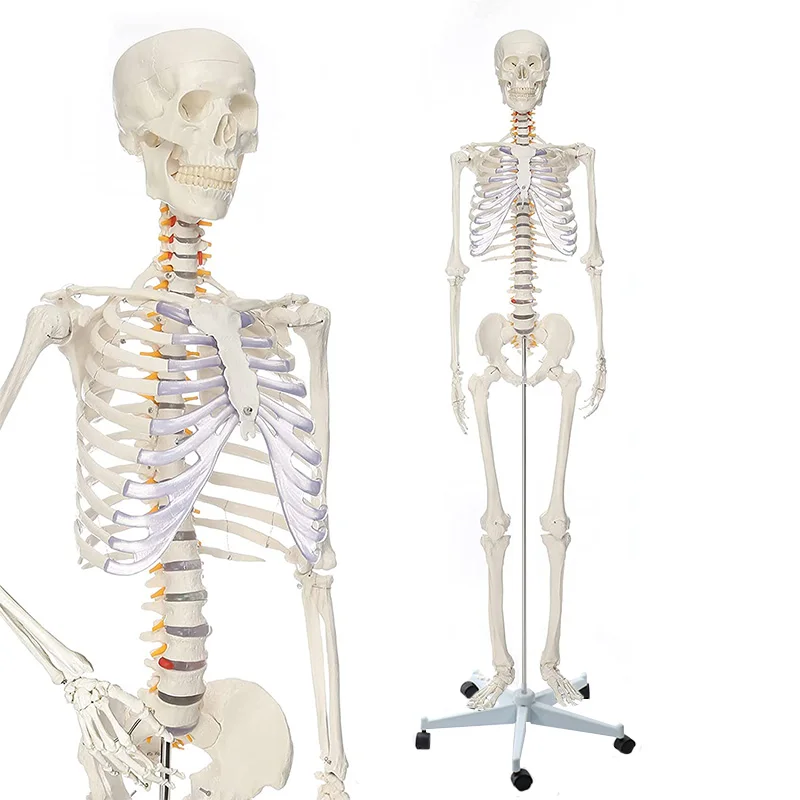 Human Anatomical Skeleton Model 170CM Life Size Clear Bone Texture Include Nerve Roots Plastic Medical Science Anatomy