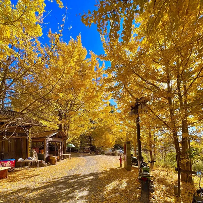 

10pcs/set New Children Cartoon Candy Hair Band Baby Girls Small Thumb Ring Girls Kids Cartoon Rubber Band Hair Accessories