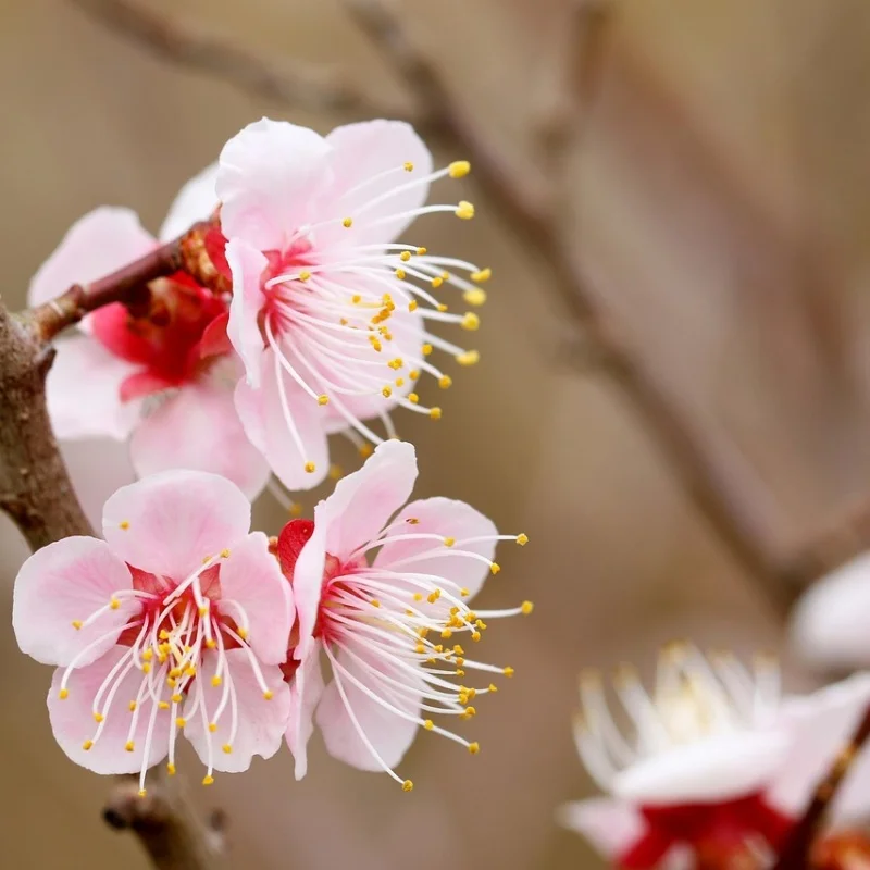 

4 шт., 5-спицевая шина 100x42 мм, шина 17 мм, шестигранное колесо для Arrma 1/7, без ограничений, Felony, детали для обновления радиоуправляемого автомобиля