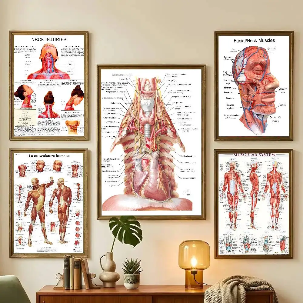 Anatomy The Neck Muscles Head Face Muscles Overview Art Medical Poster Art With Prints Home Bedroom Living Room Decoration Gift