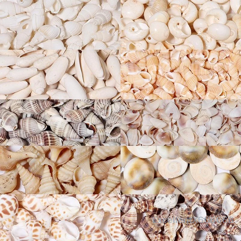

1 Box Sea Shells Spiral Shell Tiny Ocean Spiral Seashells Crafts Aquarium Decor Landscaping Accessories