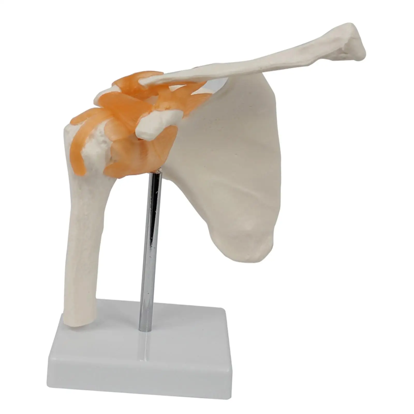 Shoulder Skeleton Model Realistic Anatomy PVC Teaching Tool for Human Body Study and Demonstration