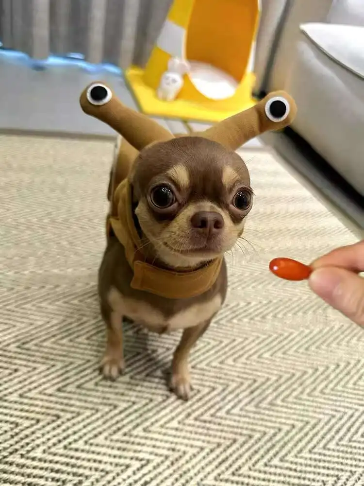 Ropa para mascotas, disfraz de caracol bonito, ropa para perros, Otoño Invierno, fiesta diaria, gatito, vestido creativo divertido