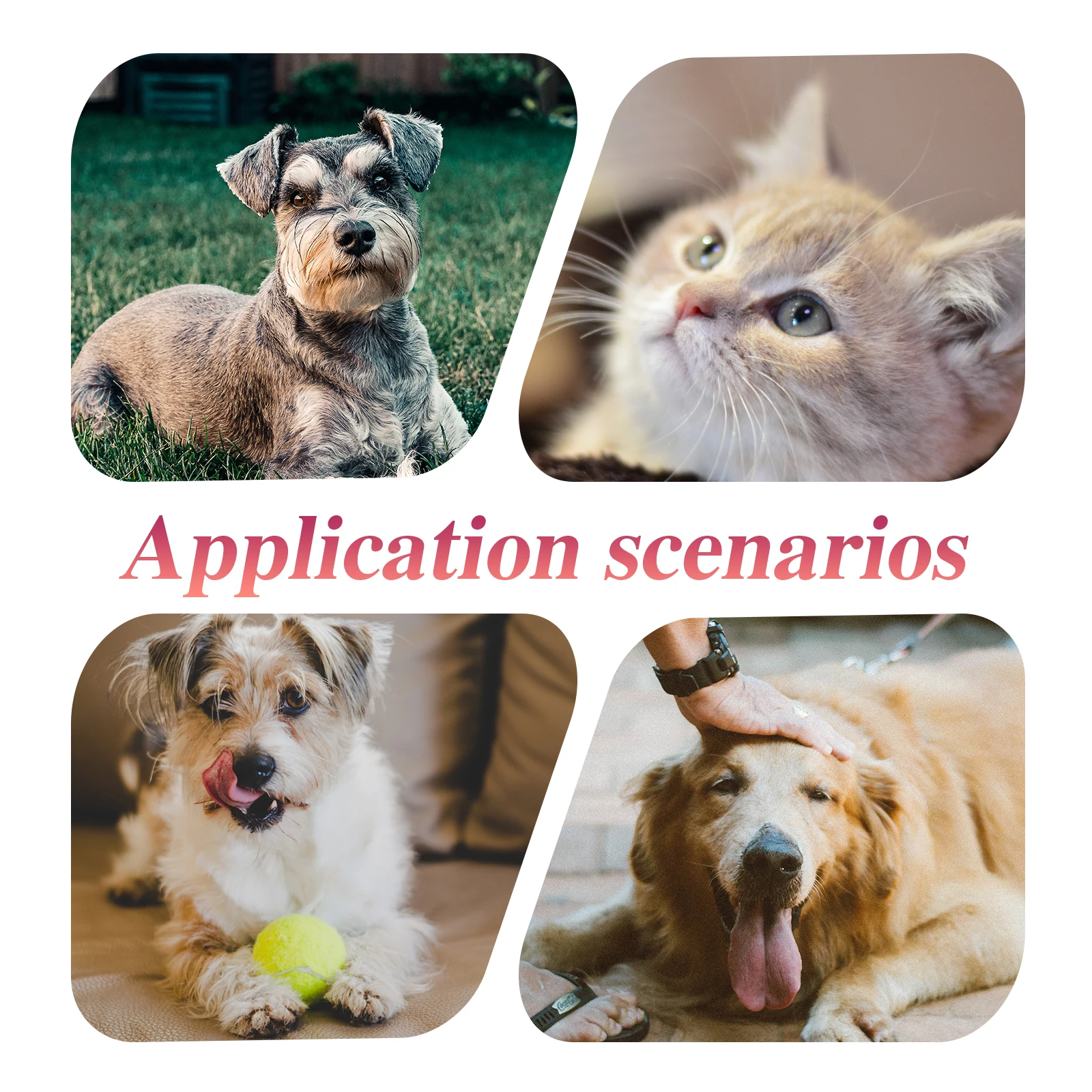 

20Pcs Pet Hairpin Set for Dogs Cats High Quality Material Elegant Design Chic Hair Clasp Stylish Accessory for Daily Wear Or