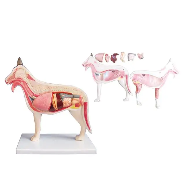 Animal Acupuncture Model, Dog Cat Horse Cow Animal skeleton Anatomy Model