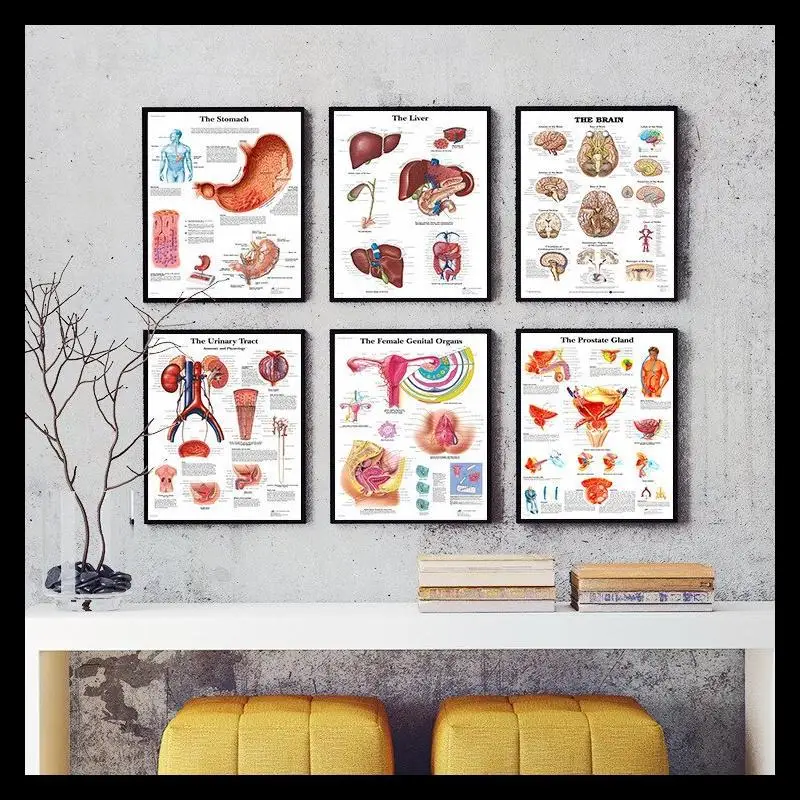 Educational Silk Poster of Human Anatomy  Heart and Brain Illustrations for Medical Learning and Hospital Decor