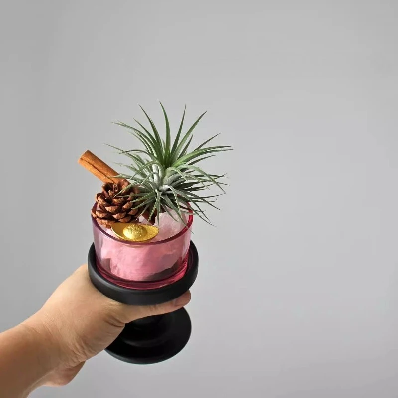 Cinnamon makes money, air pineapple, indoor desktop is good for raising green plants