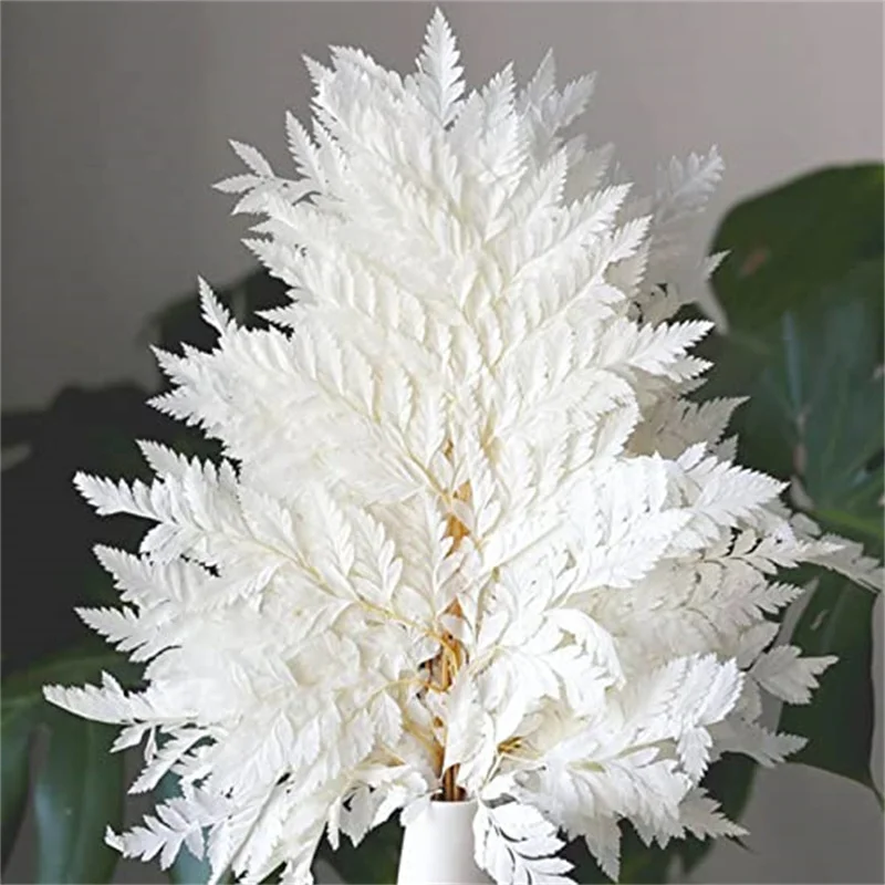 

10pcs Dried Flowers White Fern Leaves Natural Plant Soft Real Preserved Dry Fern,Wedding Boho Arrangement,Home Vase Decor Floral