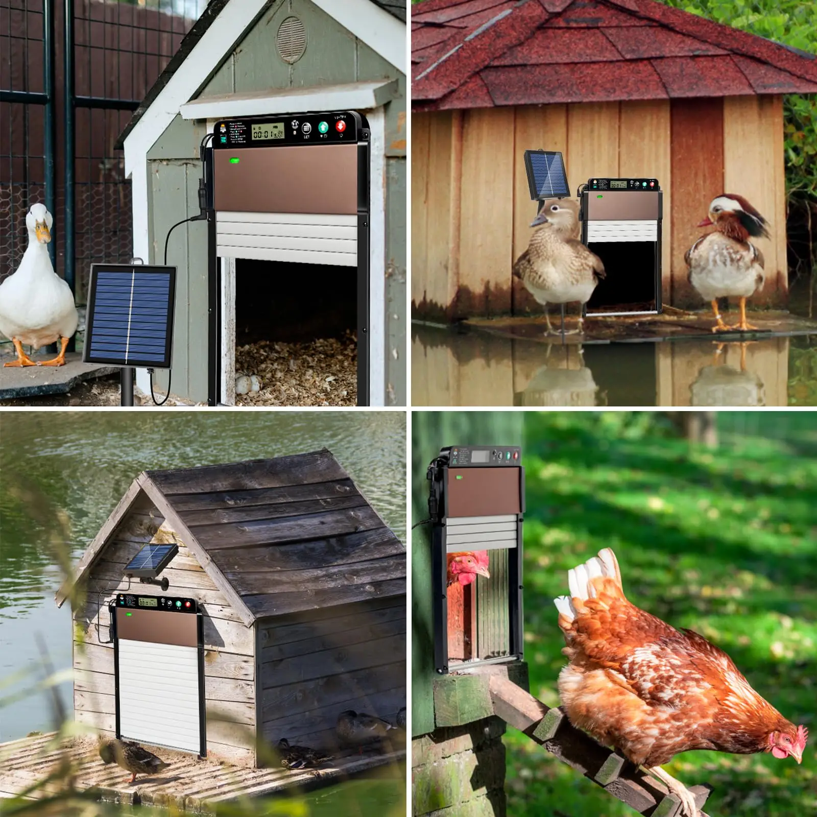 Automatic Chicken Coop Door Solar Powered Door LCD Displayand Roll-up Door Anti-pinch Feature Solar Powered Chicken Door Opener