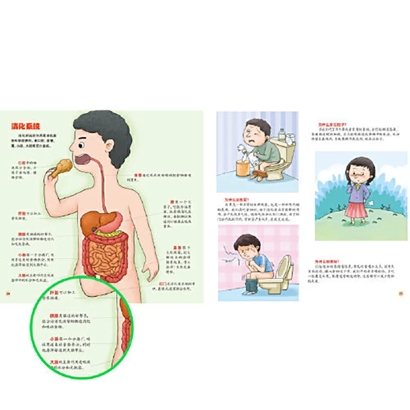 Children's Body Encyclopedia Enlightenment Children's Gender Cognition Body Structure Early Education Enlightenment Book