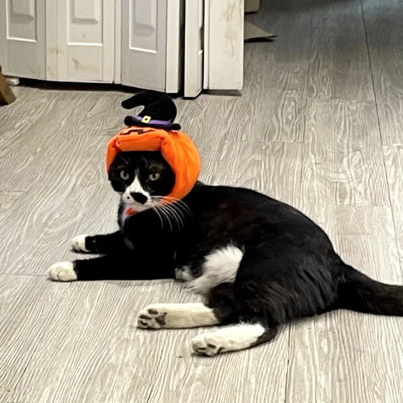 Pet Cats and Dogs Pumpkin Hat Halloween Decoration Headdress Supplies Large and Small Pet Dog Teddy Mowing