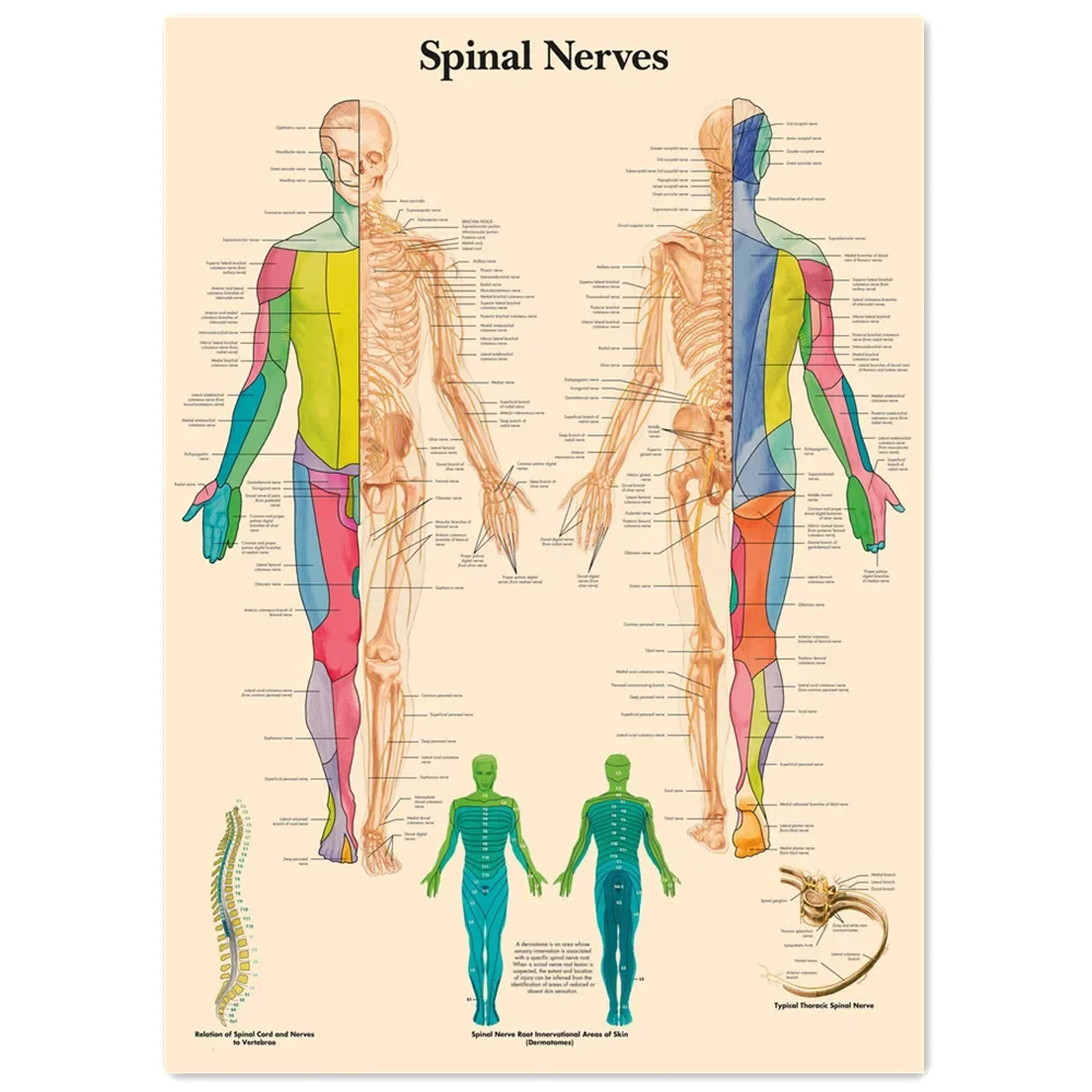 Spinal Nerves Vintage Medical Posters and Prints Human Anatomy Wall Art Painting Wall Chart Hospital Clinic Room Home Decor