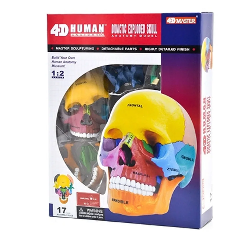 

4D MASTER Human Skeleton Assembled Skull Model