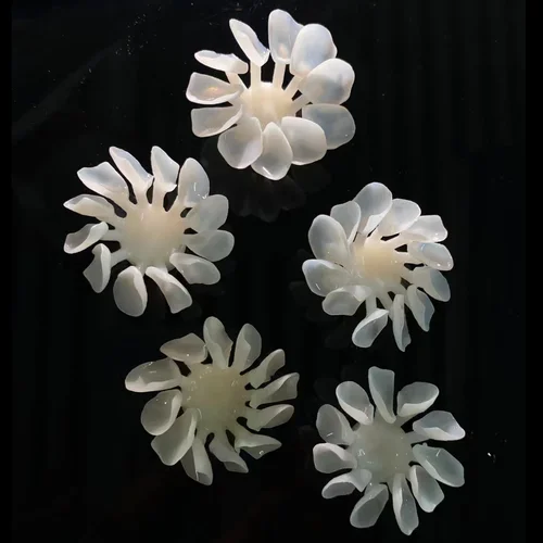 Imagen 2 del producto 10 piezas de lingotes de prensa Lodden, prensa de cerámica de vidrio Dental, lingotes de disilicato de litio, materiales de laboratorio Dental