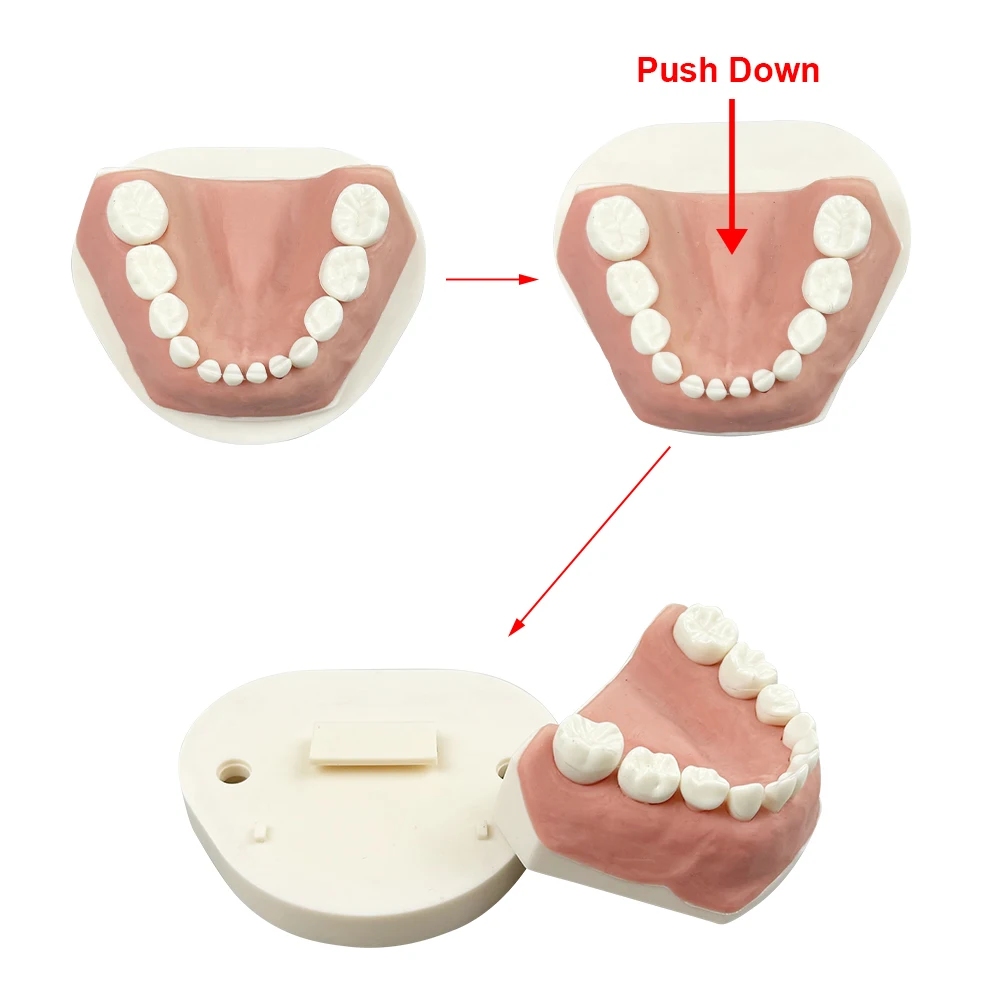 24 Teeth Kids Dental Practice Teeth Model With Removable Deciduous Tooth For Dental Education Demo Pratice Product