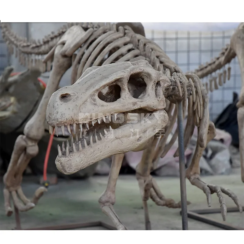 ATV&UTVResin Raptor Skeleton Fossils Dinosaur Model for Display Science Exhibition