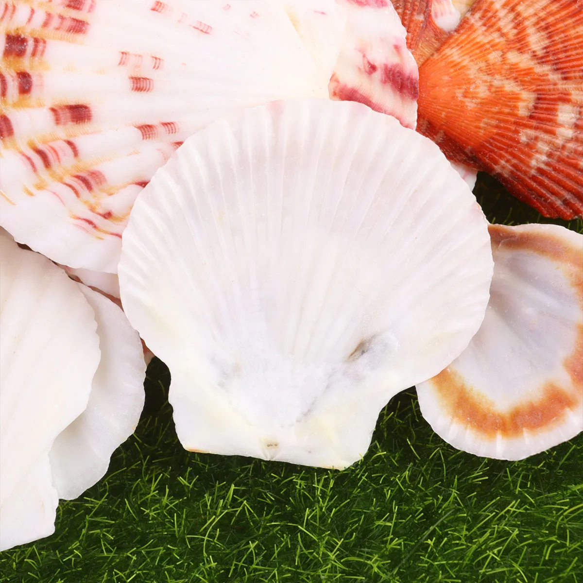 

1 Bag Natural Conch Ornaments 250G Mixed Sea Style Diy Photo Frame Materials Fish Tank Aquarium Decoration Showcase Landscape