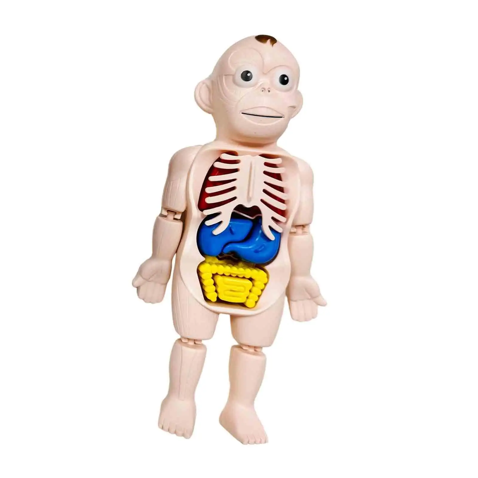 Interactive Human Model for Kids - Educational Body Parts Exploration Kit