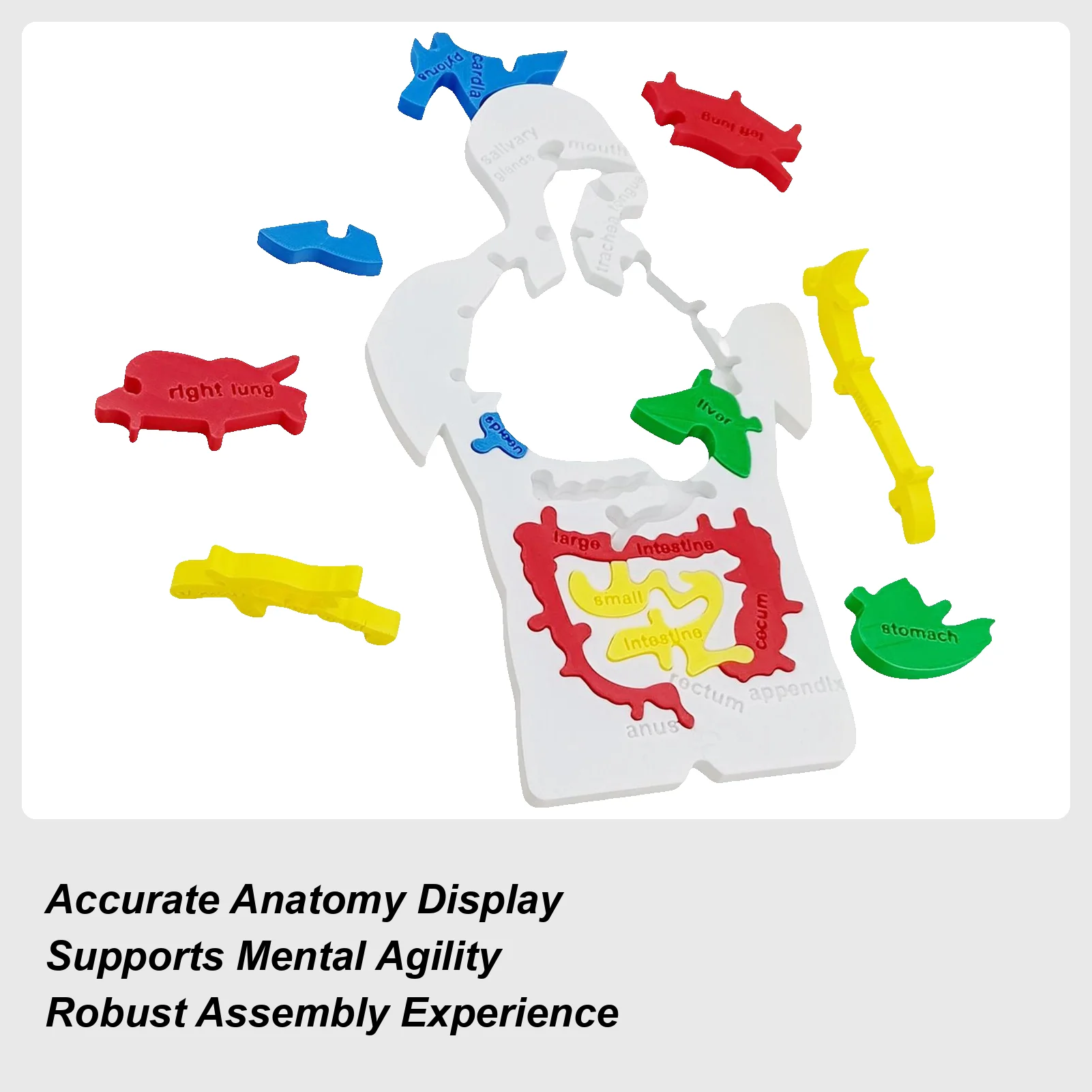 

Human Body Model For Kids Human Digestive System Jigsaw Model Scientific Cognition Toy For Toddler Boy Child Teenager Student
