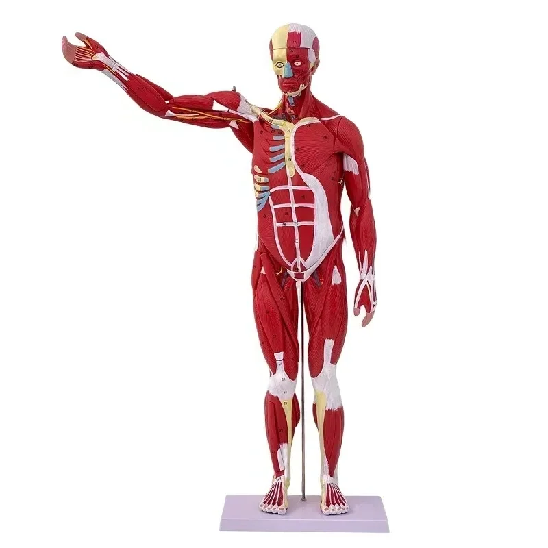 B-M 80CM Human Whole-body Muscle Model Visceral Organ Anatomy Tissue Disassembly Movement Muscle and Visceral Anatomy