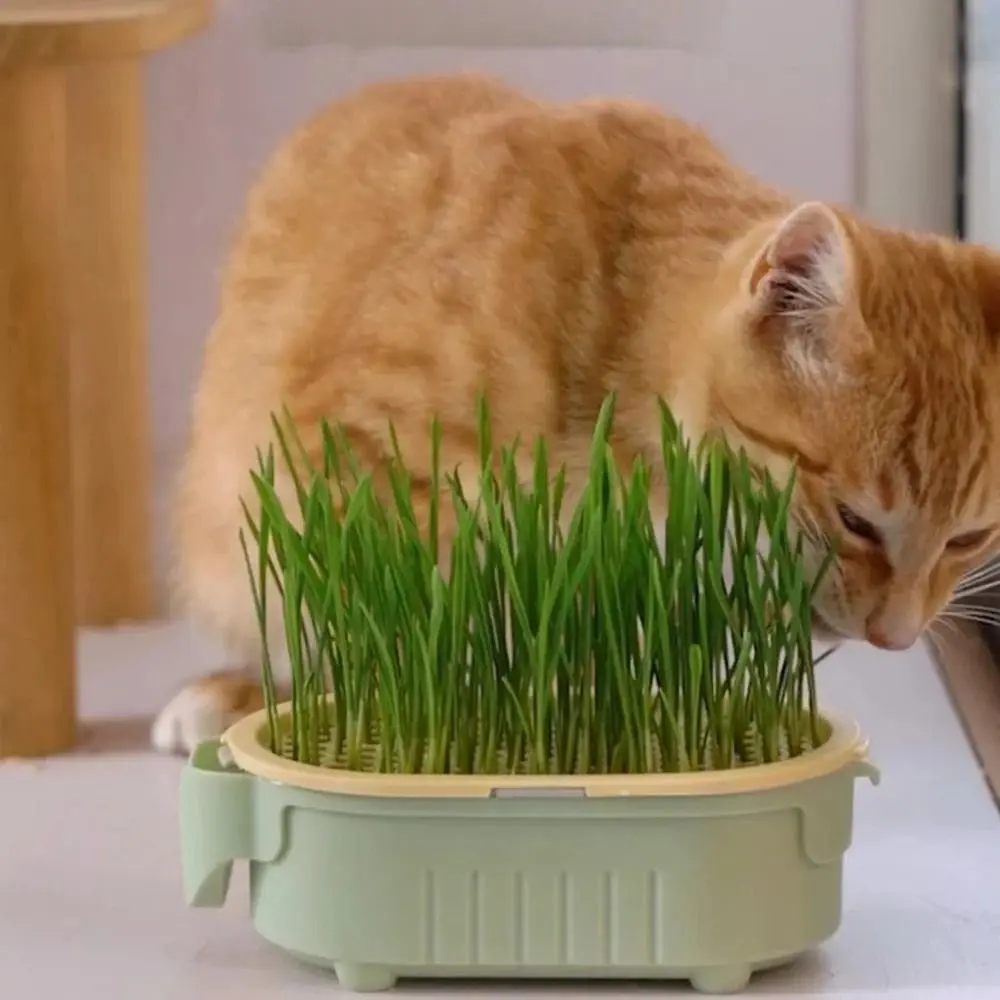 Hydroponic Cultivation Soilless Hydroponic Growing Cup 3 Layers Detachable Cat Grass Potted Cup Pet Supplies Without Seeds