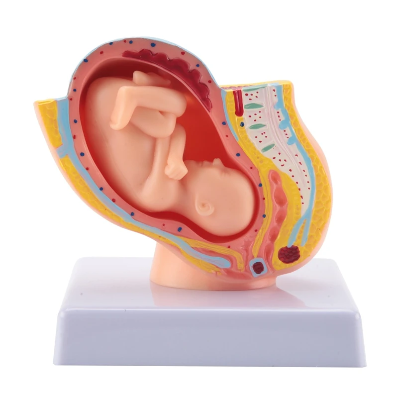 Human Pregnancy Fetal Development 9Th Month Embryonic Pelvic Model Fetus Foetus Pregnancy Anatomy Of The Placenta Model