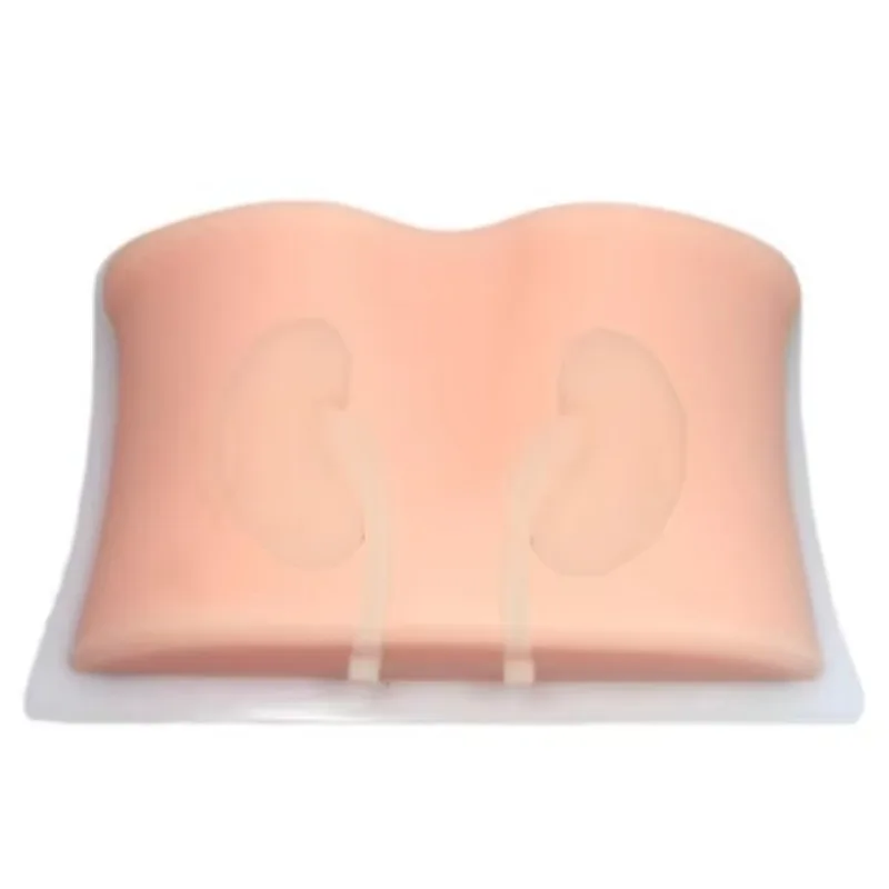 

unique Medical Science Kidney Puncture Model Guided by Ultrasound for Training B Ultrasonic Renal Perforation Teaching Practice