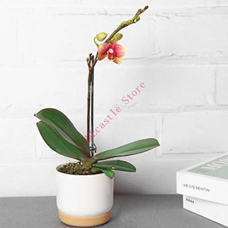 63hf-большой-маленький-сочный-плантатор-имитация-керамического-пластикового-цветочного-горшка-цилиндрические-цветочные-горшки