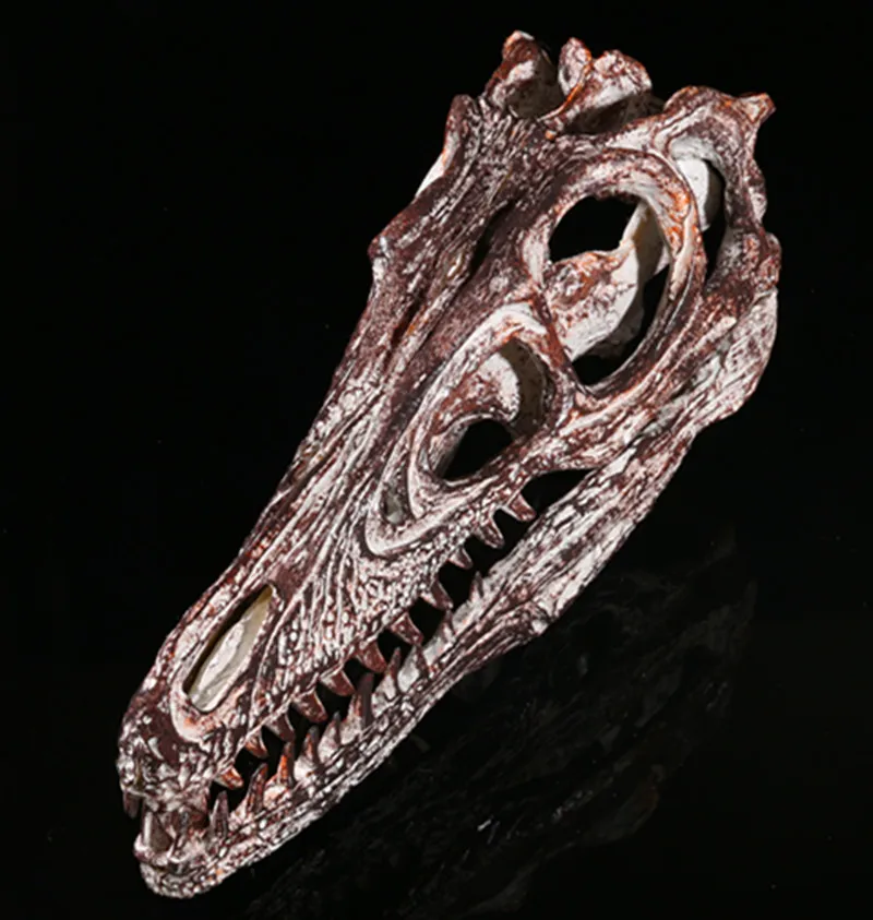 Velociraptor Head Zoo Skull Specimen Display Resin Crafts Dinosaur Fossil Ornament Kids Gift Statues Handcraft for Home Decor