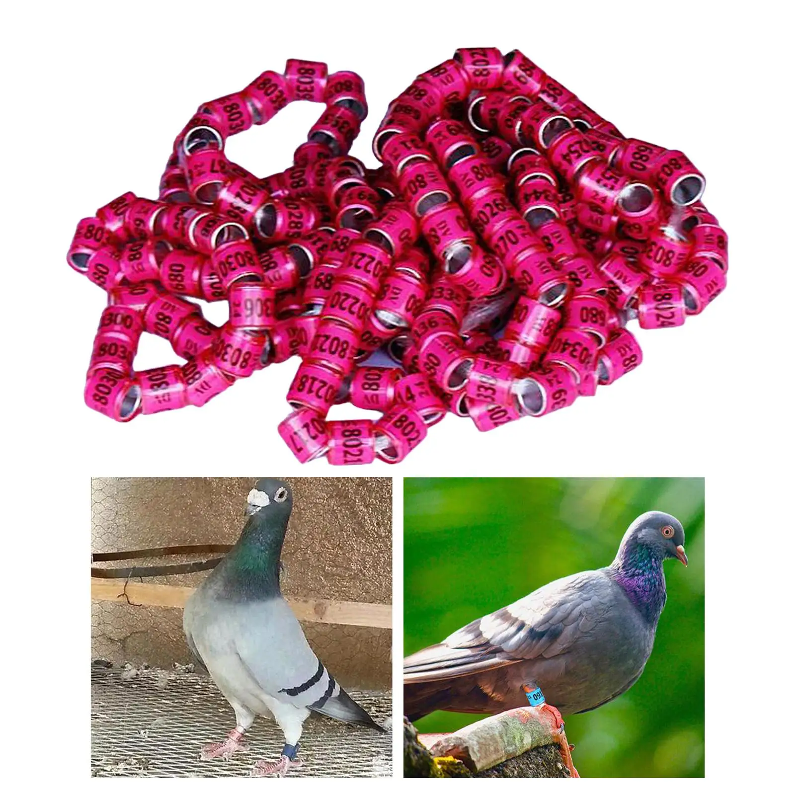 Bird Leg Ring Numbers Aluminum 100pcs 8mm Inner 11mm High Pigeon Identify Rings Dove Bands for Flock Management