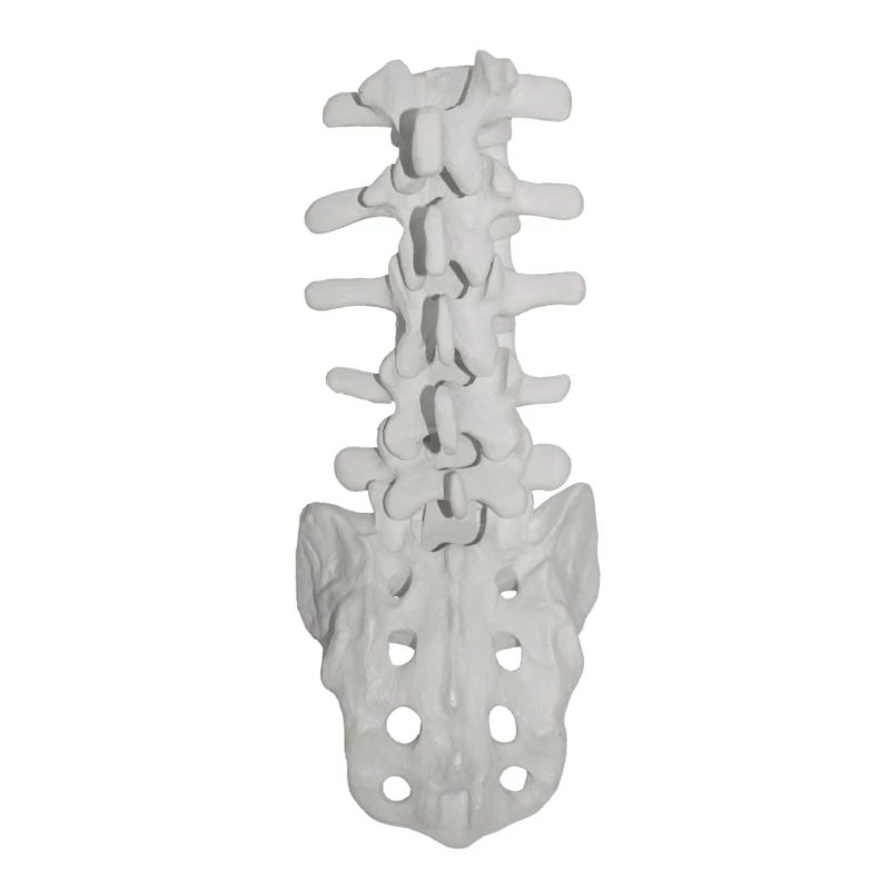 Human Lumbar Vertebrae Model with Sacrum Teaching Tool Lumbar Vertebrae Anatomically Model for Student Study Display Y3NC