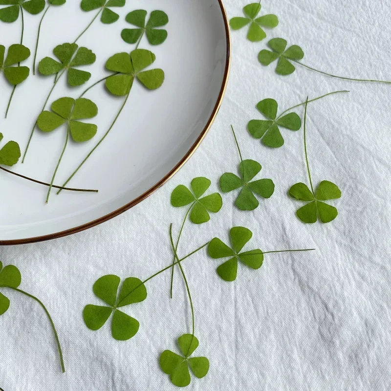 24pcs/Lot Dried Flower Natural Pressed Four Leaf Clover For Epoxy Resin Pendant Jewelry Making Craft DIY Nail Art Accessories