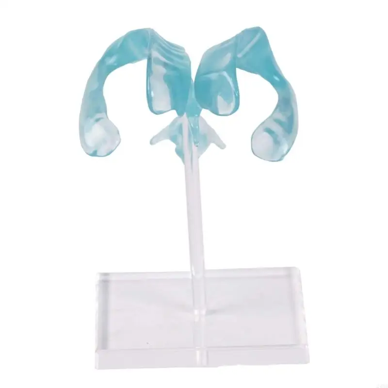 Clear Anatomical Ventricle Display Acrylic Stand for Medicals Teaching and Research Detailed Anatomical Ventricle Model 24BB