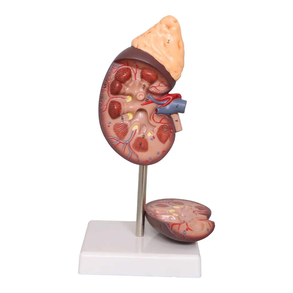 Life-Size Kidney Model, 2 Parts Internal Structure A Normal Kidney Human Anatomy Replica for Doctors Office Educational Tool