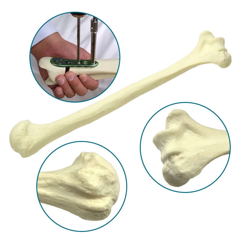 

Humerus Bone Model Drilling Practice Model Foam Cortical Shell Human Bone Anatomy Skeleton Bone Model