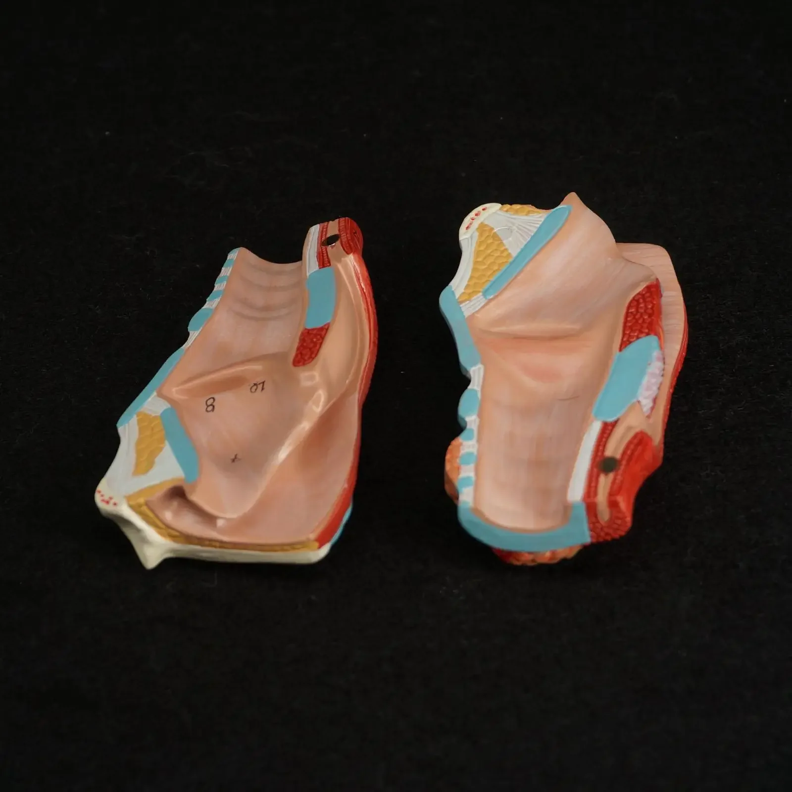 Model Anatomi Laring Manusia PVC - Model Tenggorokan Kerangka Anatomi Medis Ukuran 1:1