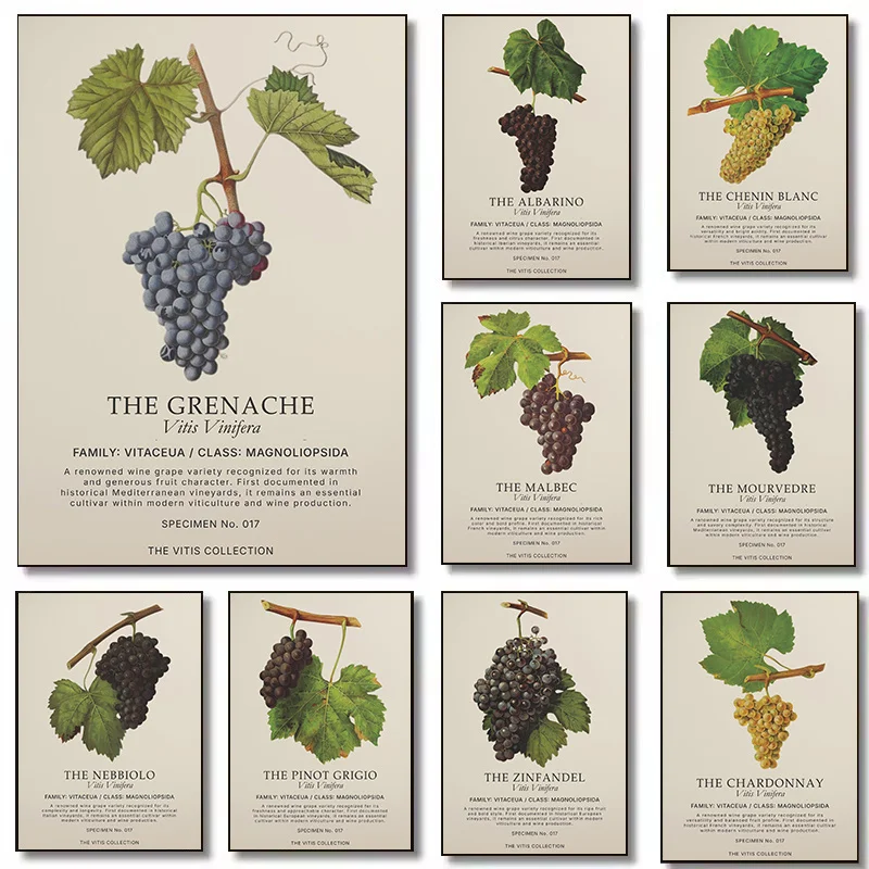 Vintage-style Grenache Wine Poster—a Fun, Botanical-themed Canvas Print Featuring The Grape Variety, Perfect for Kitchen Décor