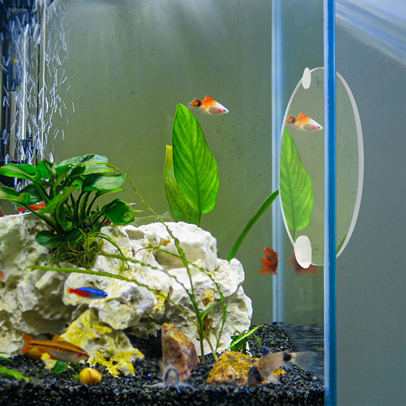 Espelho para Peixes Betta em A - Betta Fish Tank avaliação e preço