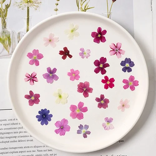 60Pcs Various Mini Dried Flowe - Beauty Makeup Bridal recension och pris