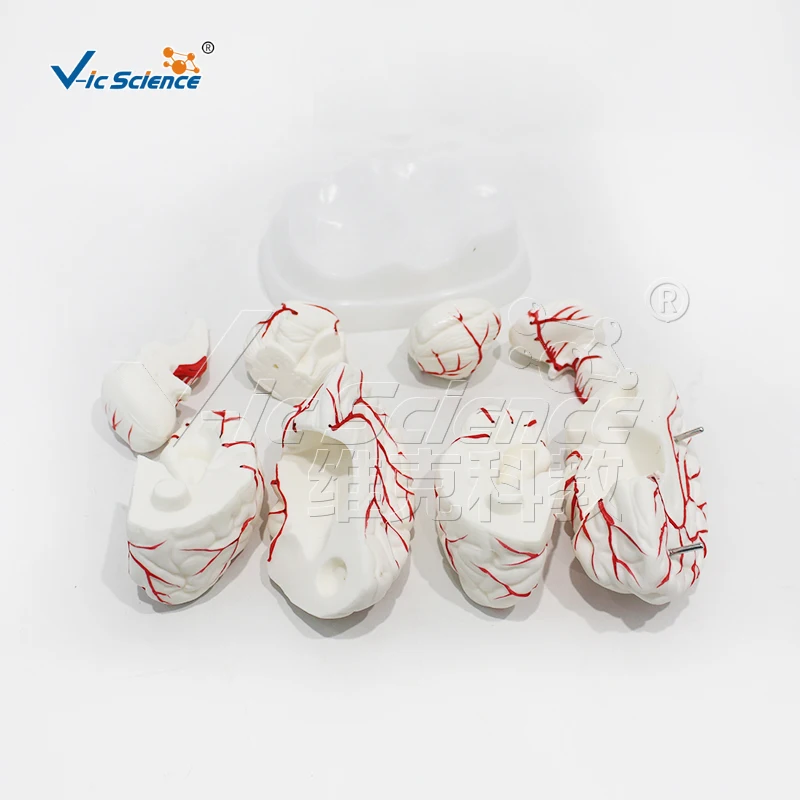 Umani PVC Medico Cervello con Arterie Modello
