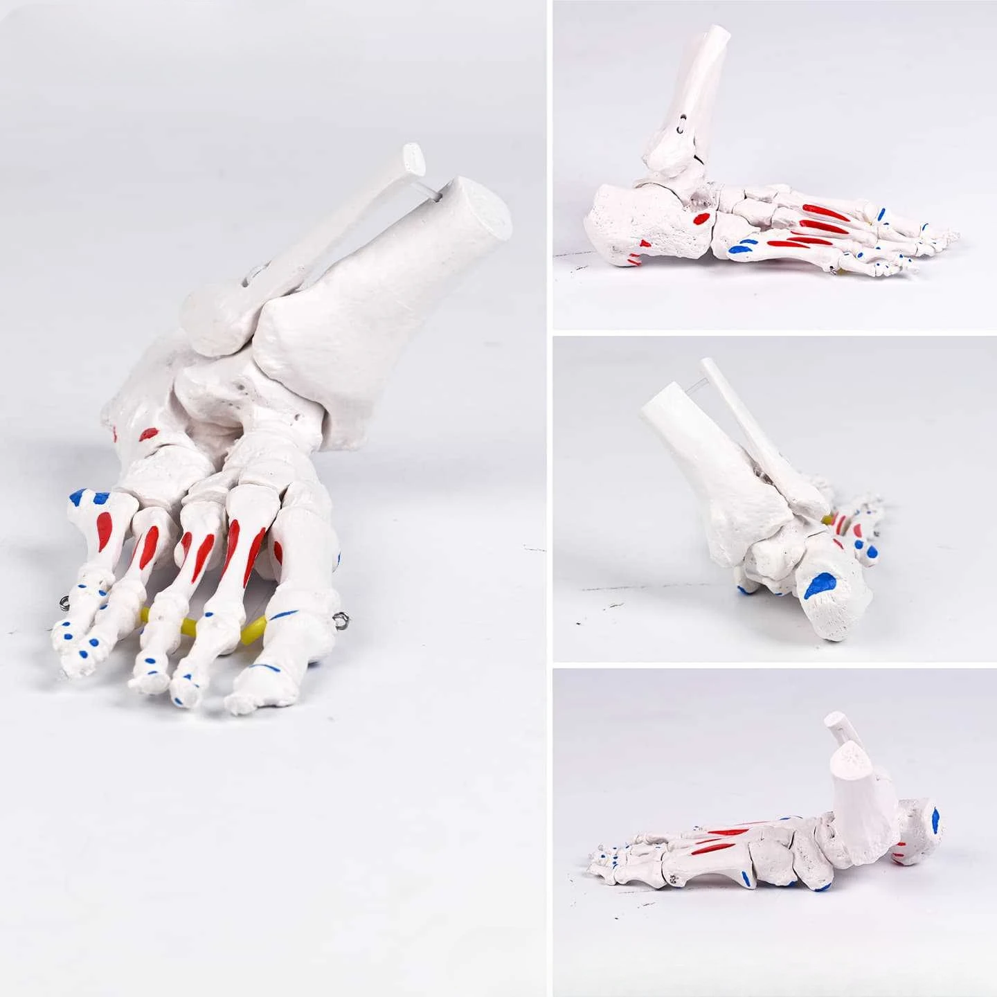 

Anatomical model of elastic rope foot bone at the starting and ending point of human muscle