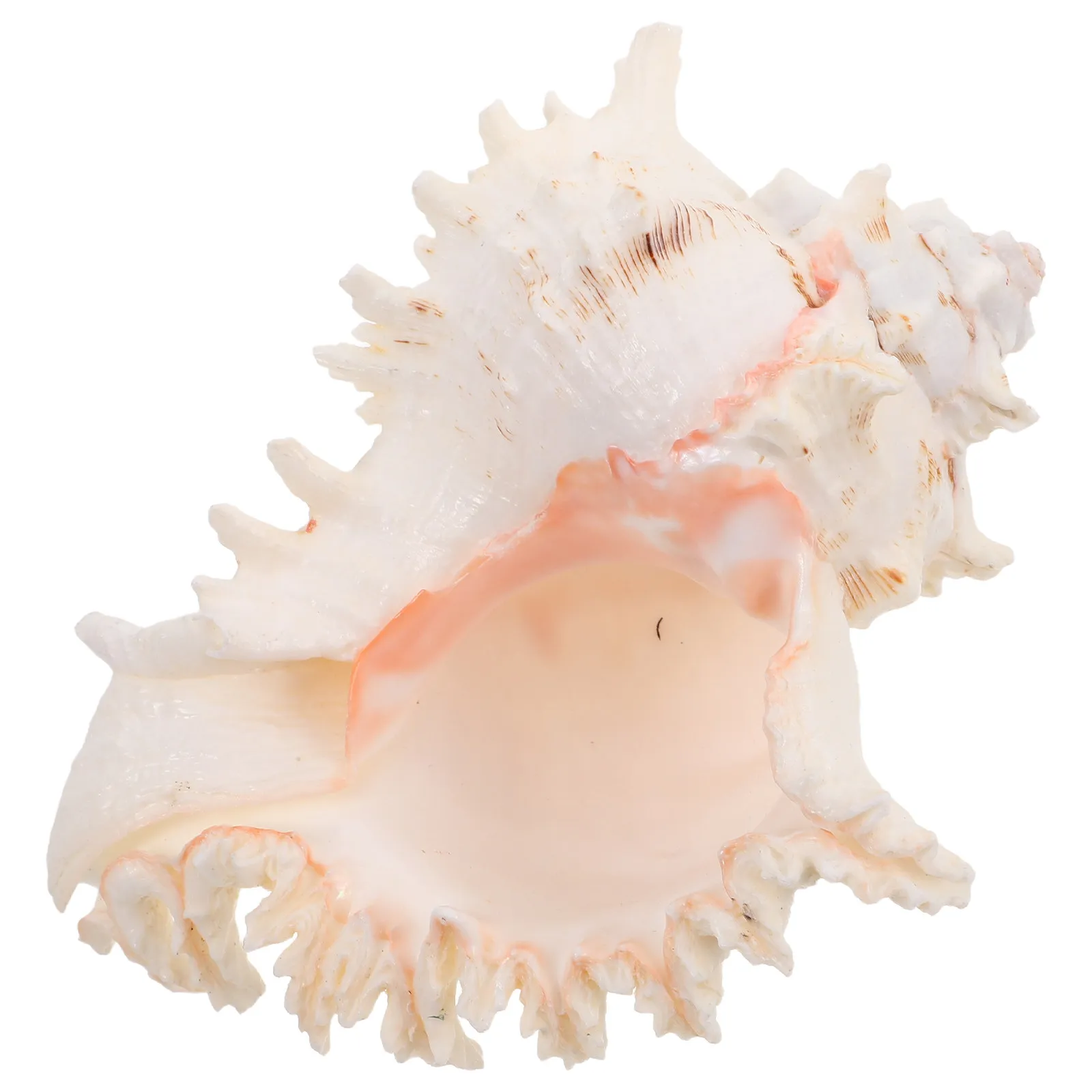 Natural Conch Shell Large Seashell for Coastal Home Decor Beach Wedding Centerpiece Ocean Themed Photo Shoot Prop Aquarium