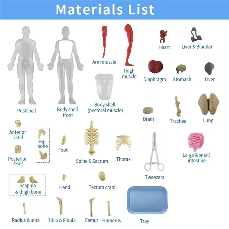 Educational Human Body For Kids Human Anatomy Squishy Body Model Science Kit Glow In The Dark Skeleton Learning