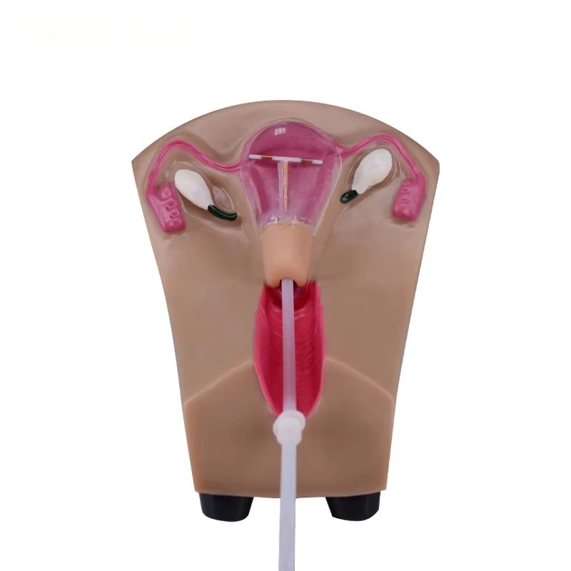 Uterus Training Simulator Ovary Anatomy Model for Intrauterine Contraceptive Device Training