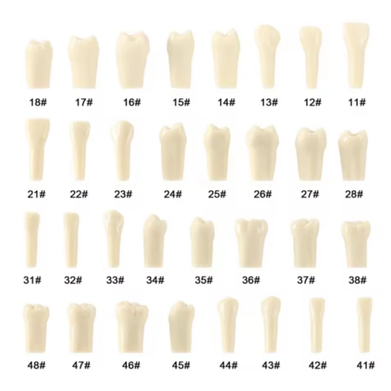 50Pcs Screw-in Removable Teeth for Standard Teeth Model Student Practice Training