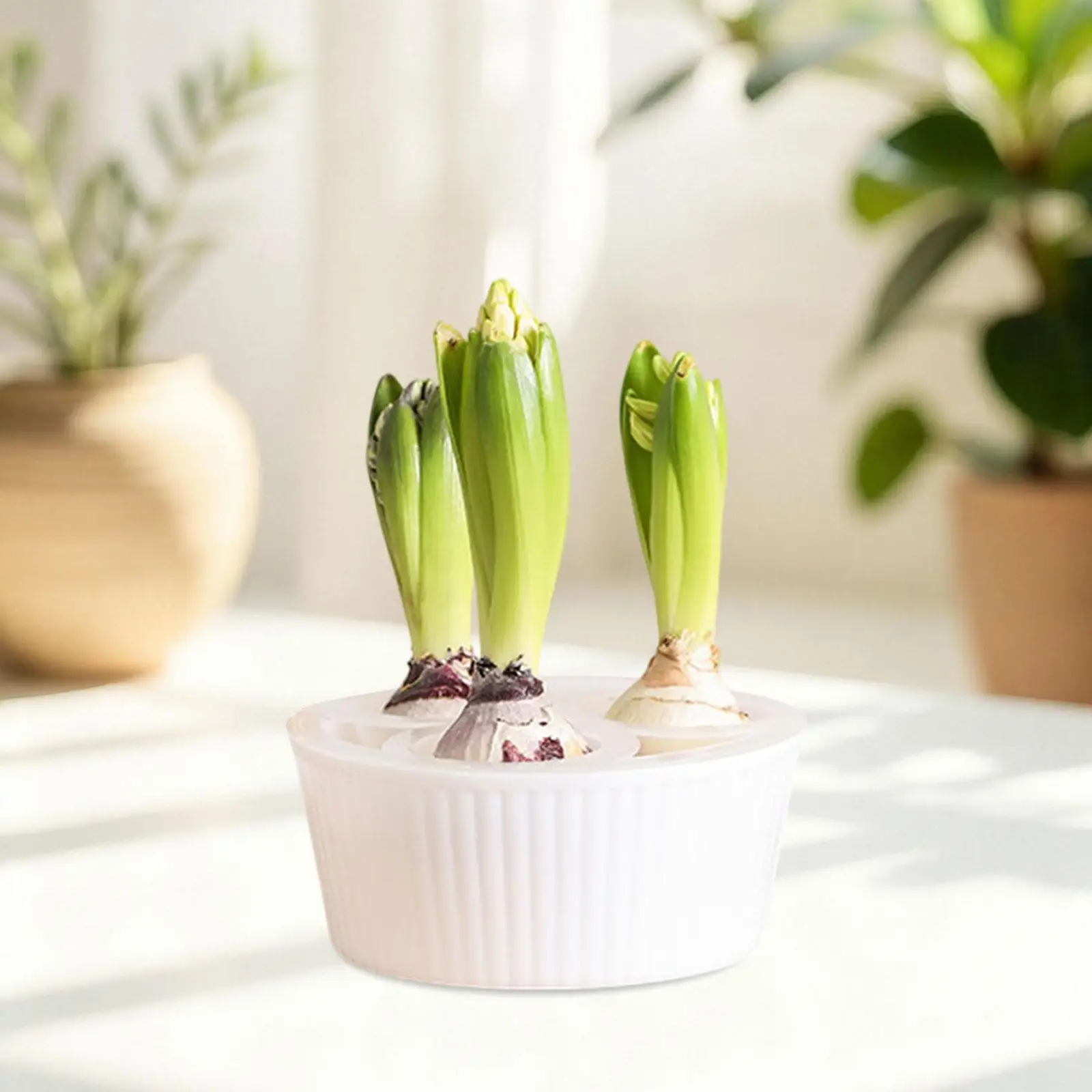 Elevated PP Hydroponic Planter Stable Bottom Daffodil Bulb Flower Pot for Tabletop Windowsill Garden Ornament