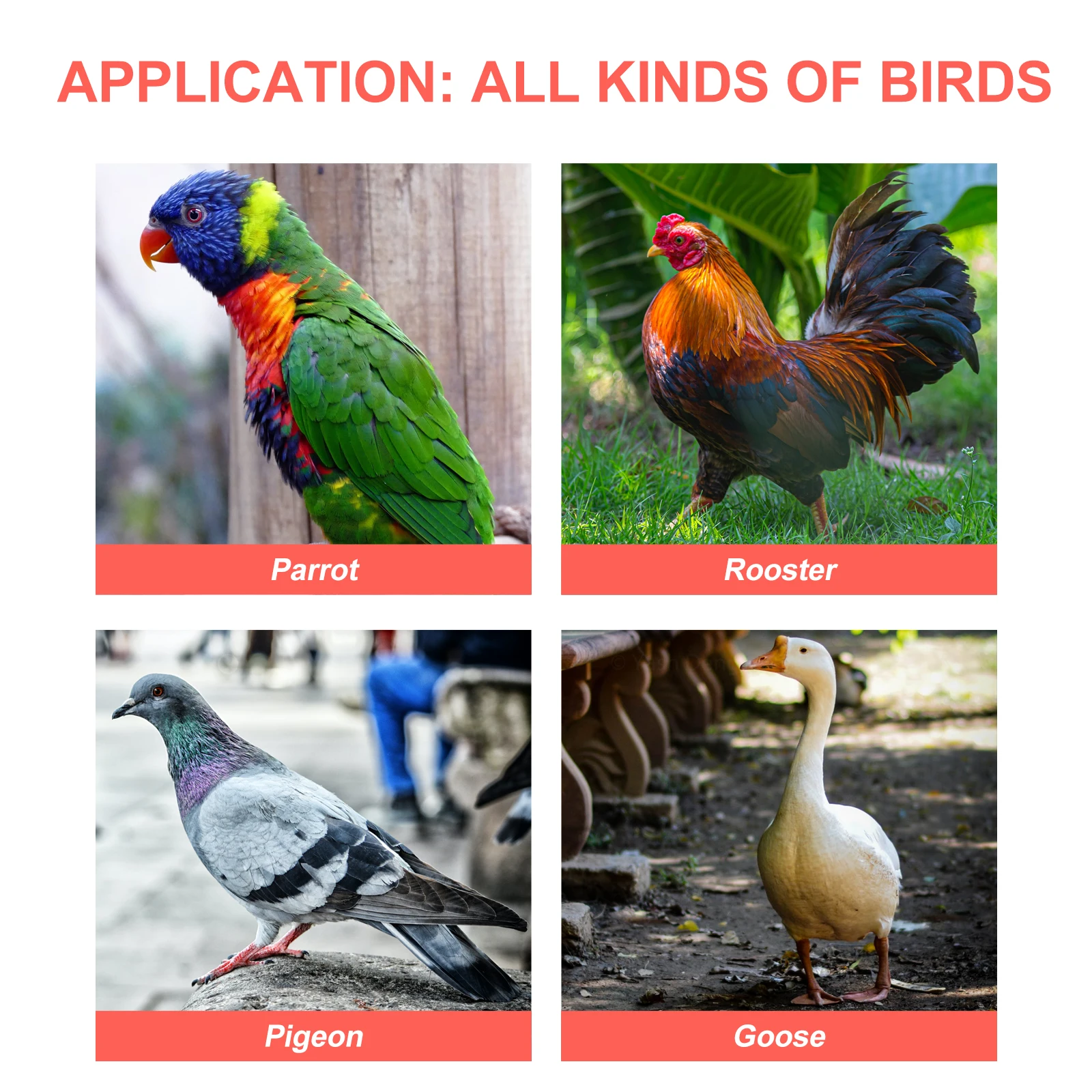 

10Pcs Thicken Pigeon Feeders Durable Polyethylene Birds Feeding Bowls Anti-Spray Splash-Proof Cage Accessories