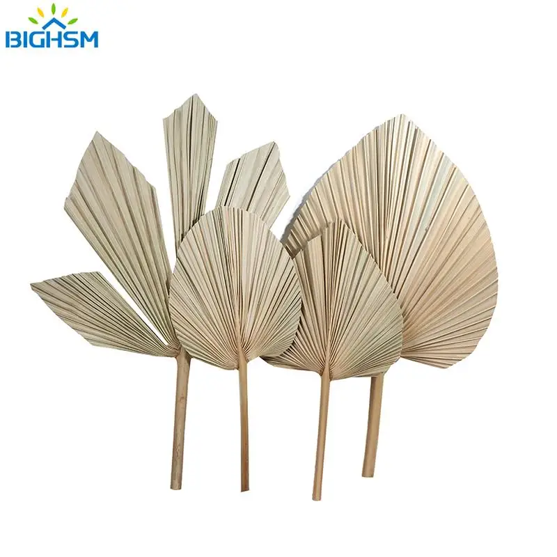 Cọ Khô Quạt Lá Sấy Khô Tự Nhiên Hoa Lá Cọ Cửa Sổ Tiếp Nhận Đảng Nghệ Thuật Treo Tường Trang Trí Đám Cưới Vòm Sắp Xếp