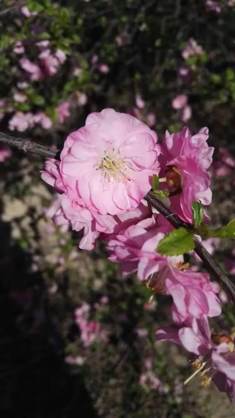 

Карбоновый рулевой механизм с защитой от песка и пыли для радиоуправляемых моделей Tamiya TT02 TT-02 1/10, запчасти для тюнинга